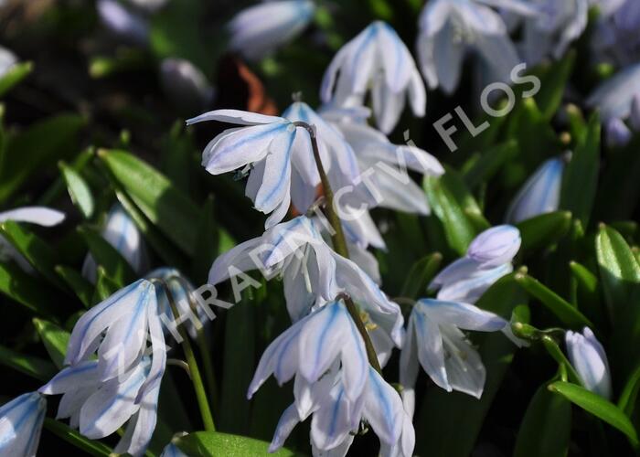 Ladoňka bleděmodrá - Scilla mischtschenkoana