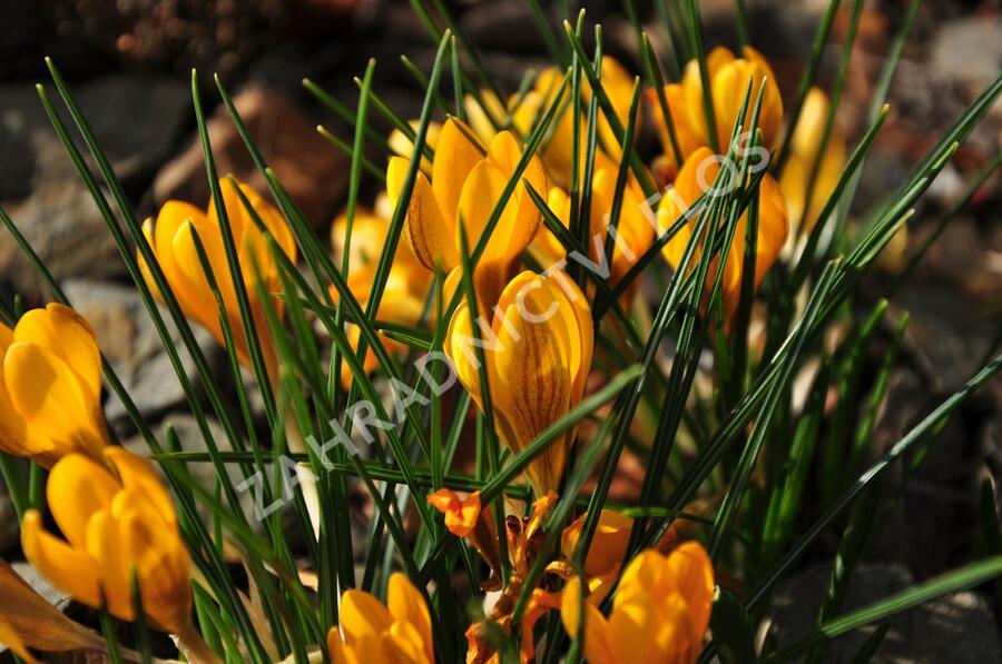 Krokus, šafrán zlatý 'Goldilocks' - Crocus chrysanthus 'Goldilocks'