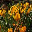 Krokus, šafrán zlatý 'Goldilocks' - Crocus chrysanthus 'Goldilocks'