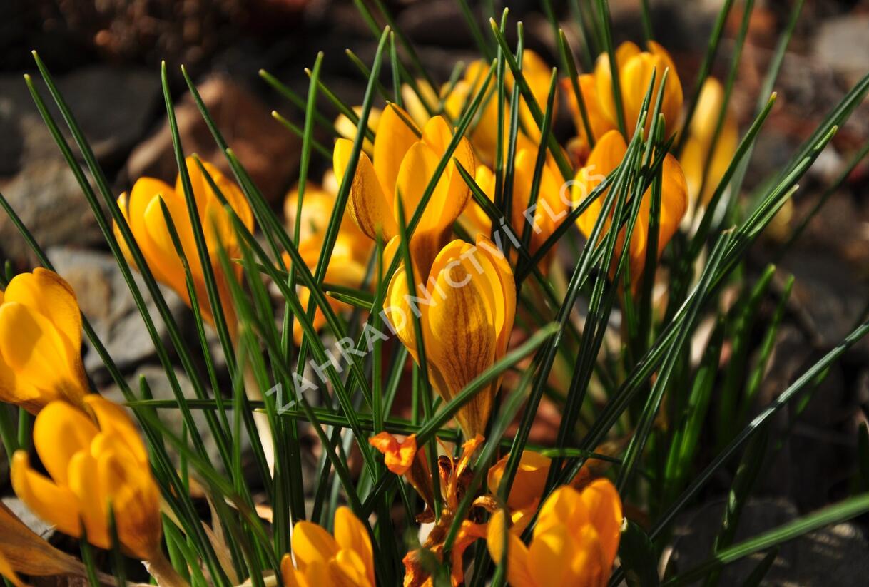 Krokus, šafrán zlatý 'Goldilocks' - Crocus chrysanthus 'Goldilocks'