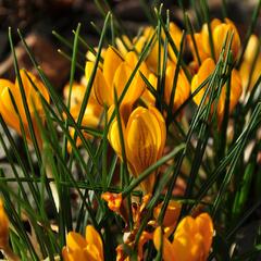 Krokus, šafrán zlatý 'Goldilocks' - Crocus chrysanthus 'Goldilocks'