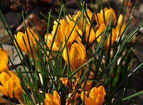 Krokus, šafrán zlatý 'Goldilocks' - Crocus chrysanthus 'Goldilocks'