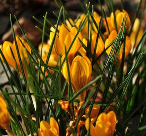 Krokus, šafrán zlatý 'Goldilocks' - Crocus chrysanthus 'Goldilocks'