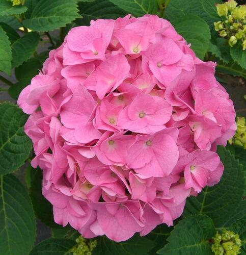 Hortenzie velkolistá 'Rosita' - Hydrangea macrophylla 'Rosita'