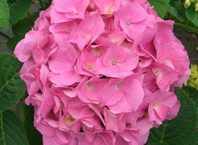 Hortenzie velkolistá 'Rosita' - Hydrangea macrophylla 'Rosita'