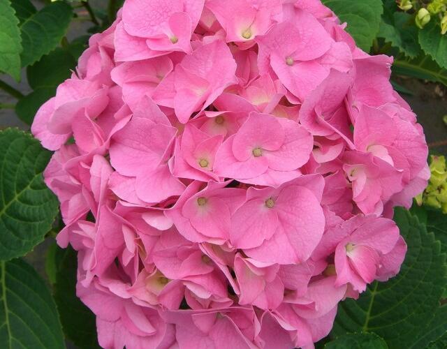 Hortenzie velkolistá 'Rosita' - Hydrangea macrophylla 'Rosita'