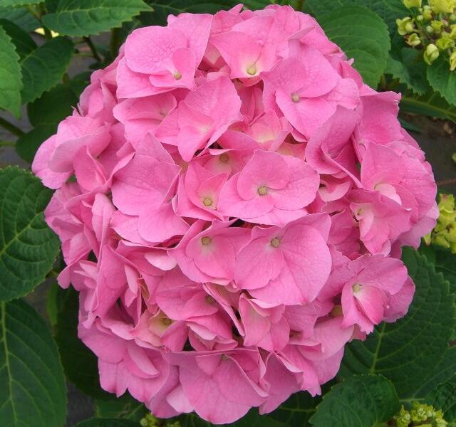 Hortenzie velkolistá 'Rosita' - Hydrangea macrophylla 'Rosita'