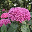 Hortenzie velkolistá 'Tovelit' - Hydrangea macrophylla 'Tovelit'