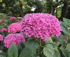 Hortenzie velkolistá 'Tovelit' - Hydrangea macrophylla 'Tovelit'