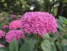 Hortenzie velkolistá 'Tovelit' - Hydrangea macrophylla 'Tovelit'