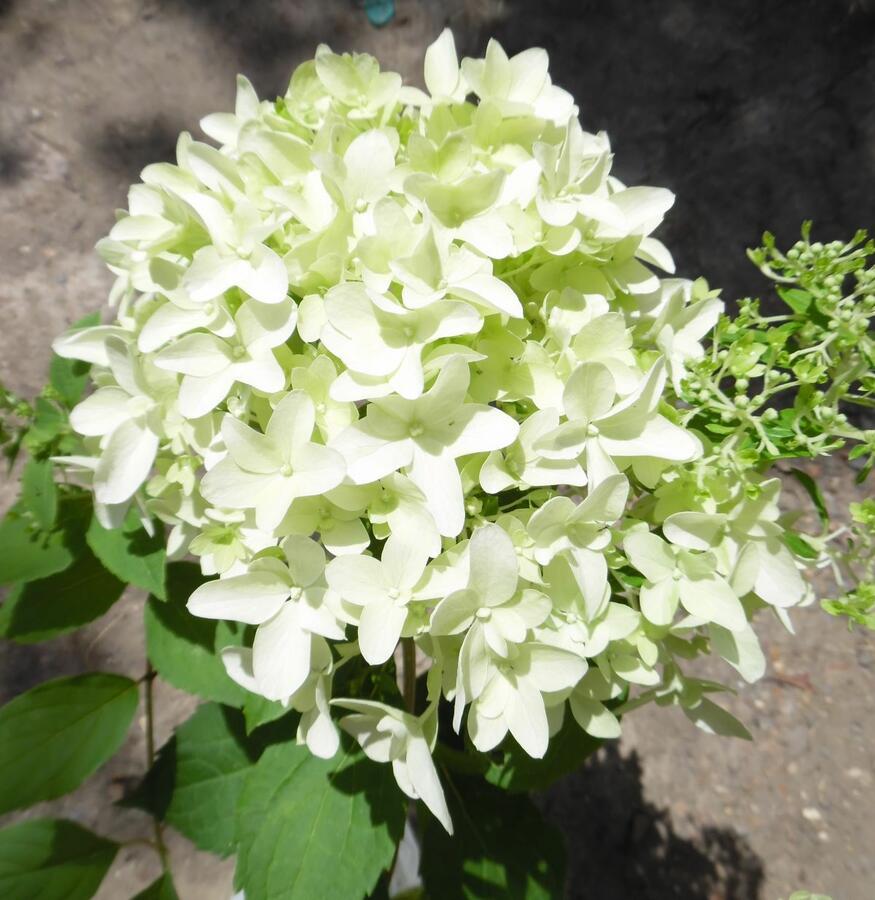 Hortenzie latnatá 'Skyfall' - Hydrangea paniculata 'Skyfall'
