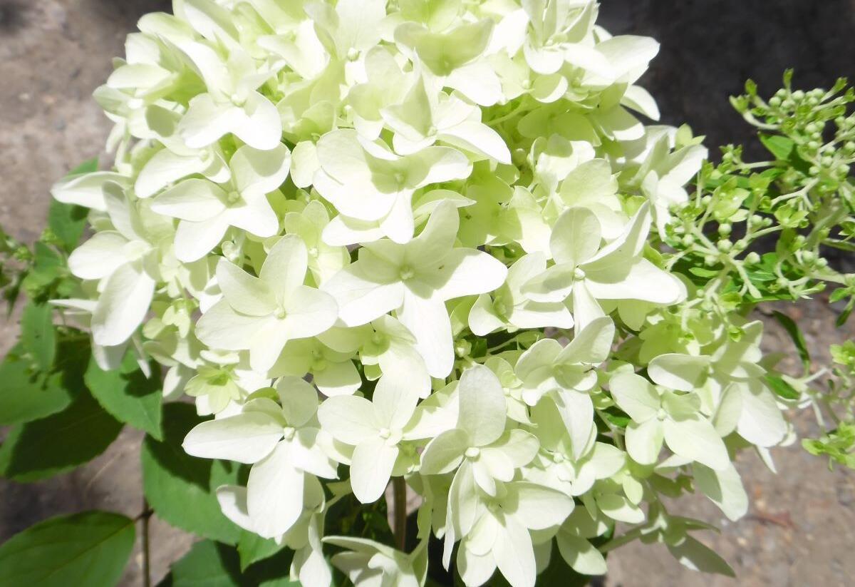 Hortenzie latnatá 'Skyfall' - Hydrangea paniculata 'Skyfall'