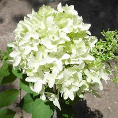 Hortenzie latnatá 'Skyfall' - Hydrangea paniculata 'Skyfall'