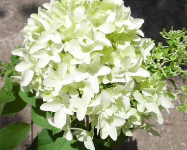 Hortenzie latnatá 'Skyfall'