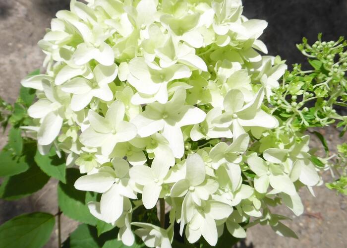Hortenzie latnatá 'Skyfall' - Hydrangea paniculata 'Skyfall'