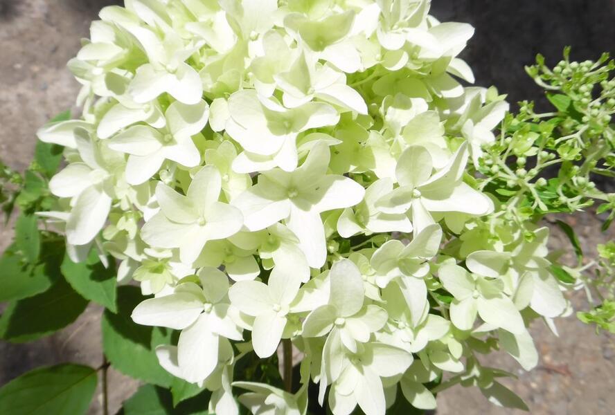 Hortenzie latnatá 'Skyfall' - Hydrangea paniculata 'Skyfall'