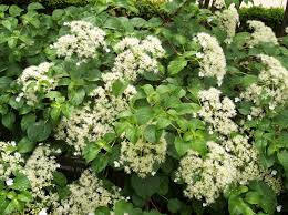 Hortenzie řapíkatá - Hydrangea anomala subsp. petiolaris