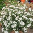 Choísie, mexický pomerančovník 'White Dazzler' - Choisya ternata 'White Dazzler'