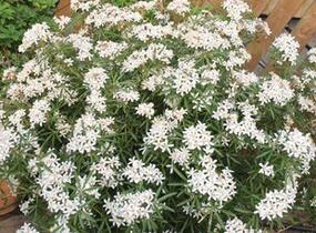 Choísie, mexický pomerančovník 'White Dazzler' - Choisya ternata 'White Dazzler'