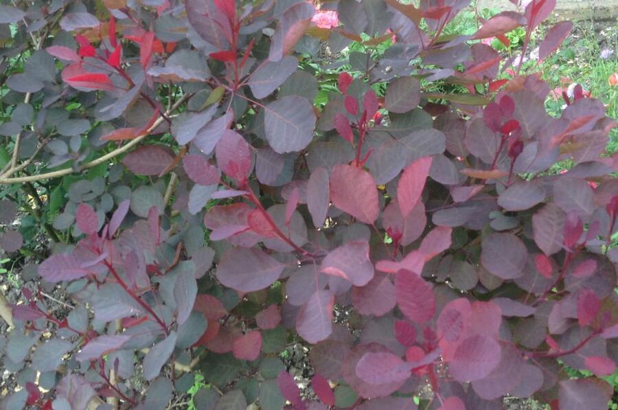 Ruj vlasatá 'Dusky Maiden' - Cotinus coggygria 'Dusky Maiden'