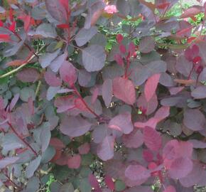 Ruj vlasatá 'Dusky Maiden' - Cotinus coggygria 'Dusky Maiden'