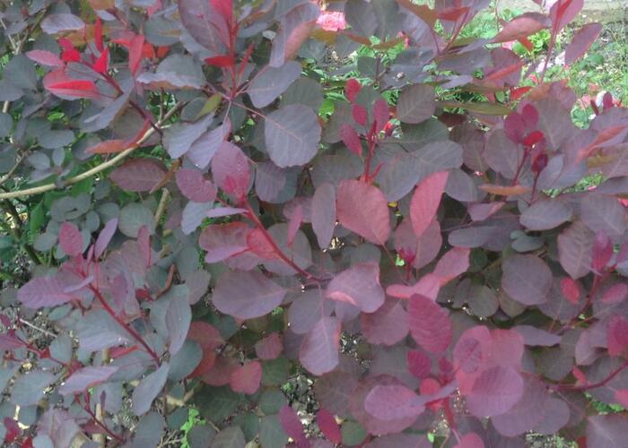 Ruj vlasatá 'Dusky Maiden' - Cotinus coggygria 'Dusky Maiden'