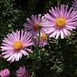 Hvězdnice keříčkovitá - Aster dumosus - světle růžová