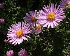 Hvězdnice keříčkovitá - Aster dumosus - světle růžová