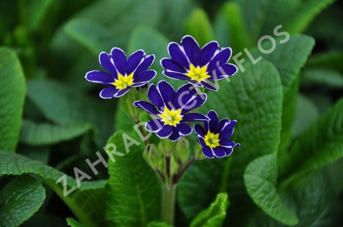 Prvosenka jarní 'Lace Blue' - Primula veris 'Lace Blue'