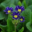 Prvosenka jarní 'Lace Blue' - Primula veris 'Lace Blue'