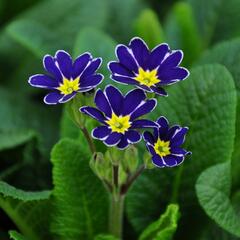 Prvosenka jarní 'Lace Blue' - Primula veris 'Lace Blue'