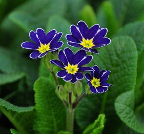 Prvosenka jarní 'Lace Blue' - Primula veris 'Lace Blue'