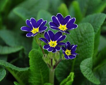 Prvosenka jarní 'Lace Blue'