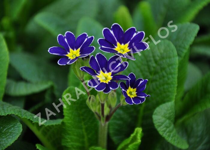 Prvosenka jarní 'Lace Blue' - Primula veris 'Lace Blue'