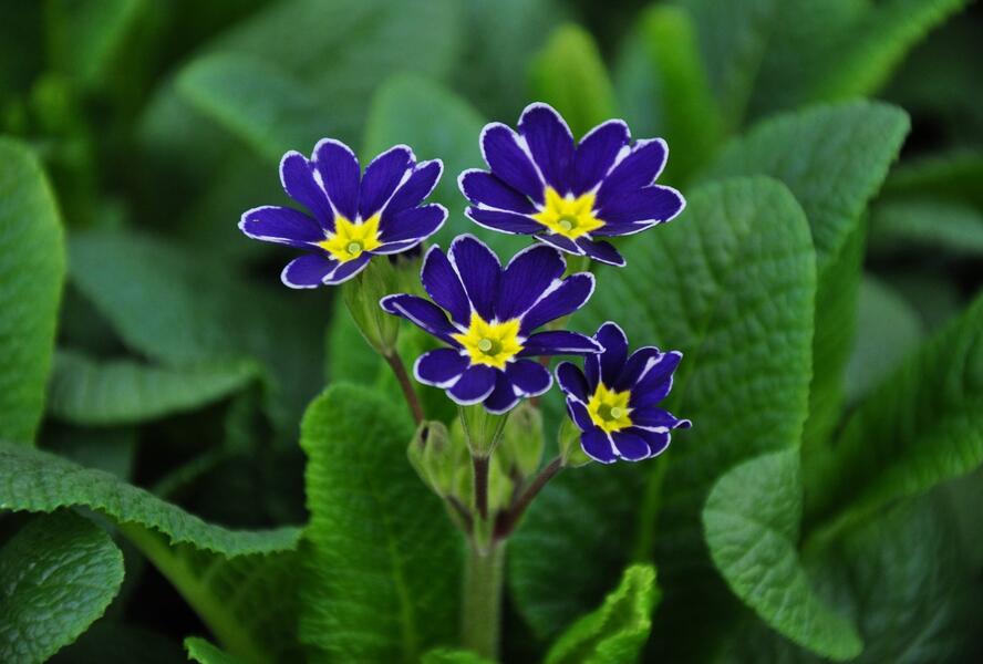 Prvosenka jarní 'Lace Blue' - Primula veris 'Lace Blue'