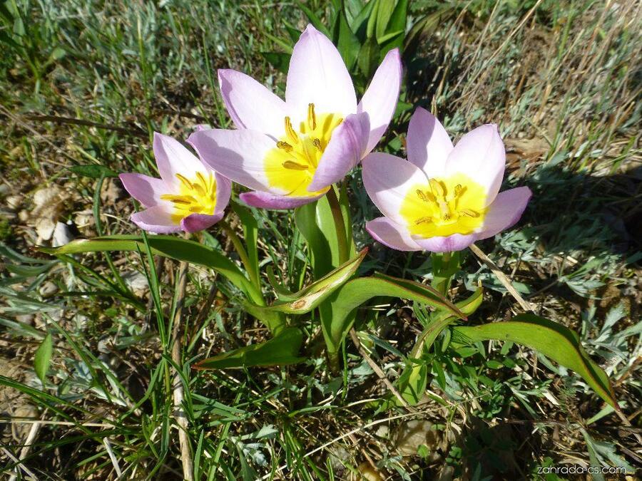 Tulipán botanický skalní - Tulipa saxatilis