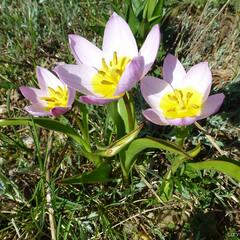 Tulipán botanický skalní - Tulipa saxatilis