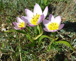 Tulipán botanický skalní