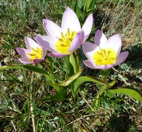 Tulipán botanický skalní - Tulipa saxatilis