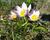 Tulipán botanický skalní