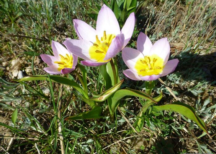 Tulipán botanický skalní - Tulipa saxatilis