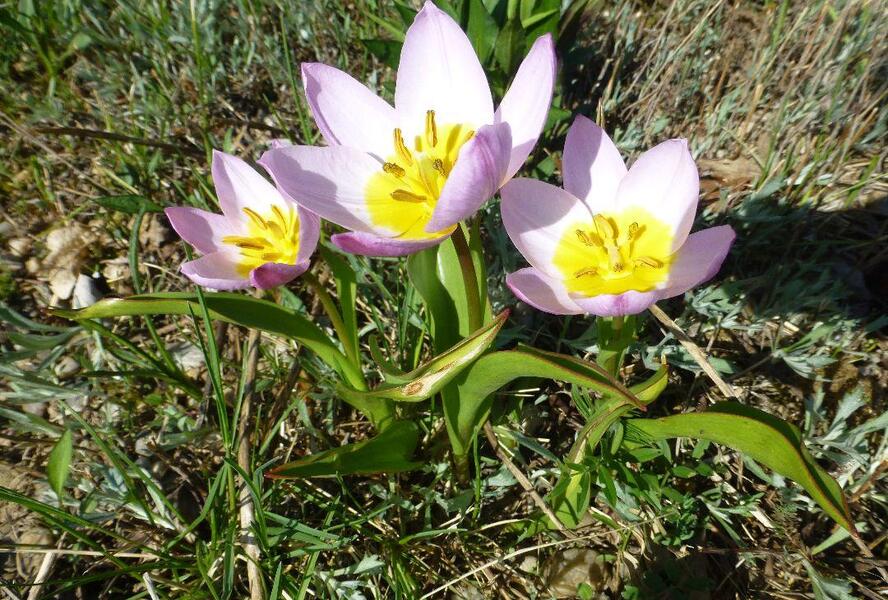 Tulipán botanický skalní - Tulipa saxatilis