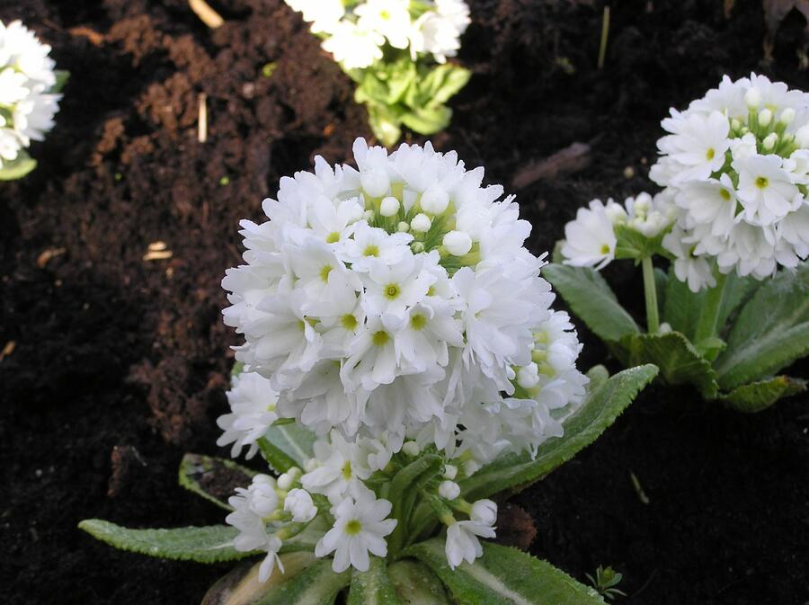 Prvosenka zoubkatá 'Weisse Auslese' - Primula denticulata 'Weisse Auslese'