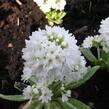 Prvosenka zoubkatá 'Weisse Auslese' - Primula denticulata 'Weisse Auslese'