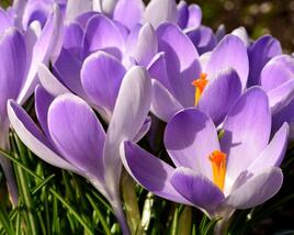 Krokus, šafrán 'Vanguard'