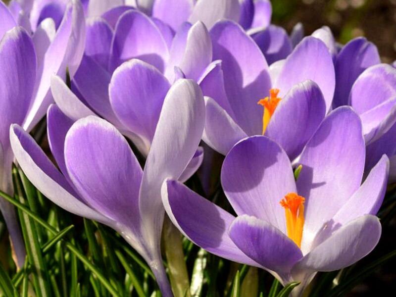 Krokus, šafrán 'Vanguard' - Crocus vernus 'Vanguard'