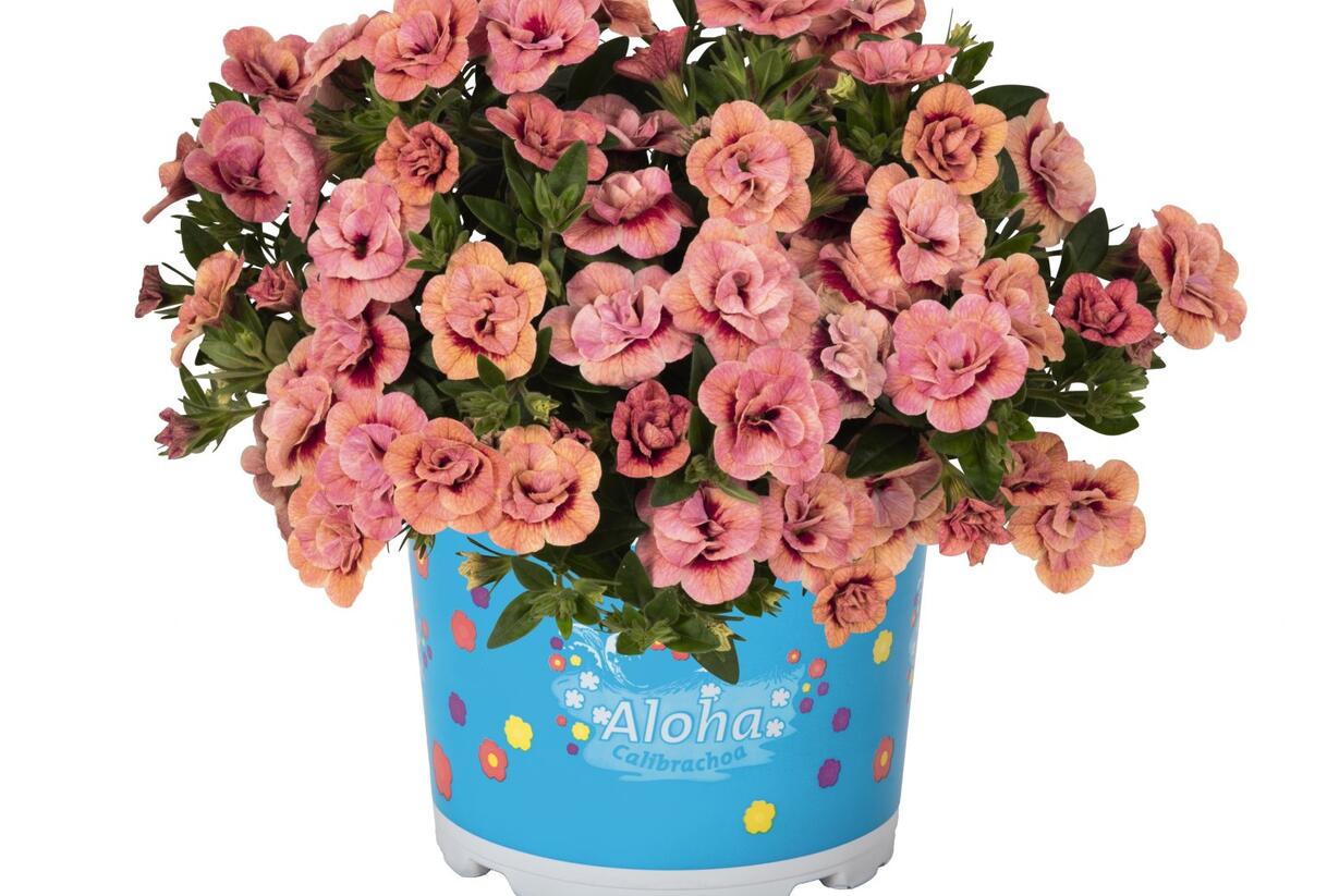 Minipetúnie, Million Bells 'Aloha Double Apricot' - Calibrachoa hybrida 'Aloha Double Apricot'