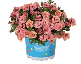 Minipetúnie, Million Bells 'Aloha Double Apricot'
