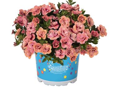 Minipetúnie, Million Bells 'Aloha Double Apricot'
