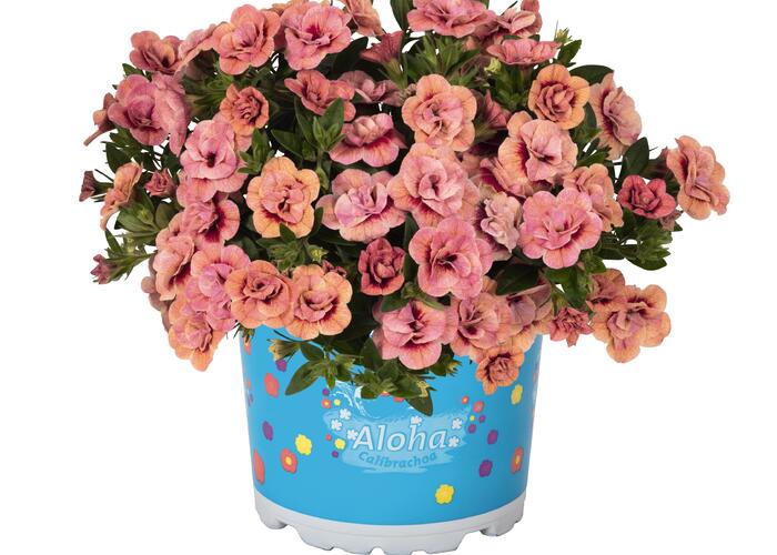 Minipetunie, Million Bells 'Aloha Double Apricot' - Calibrachoa hybrida 'Aloha Double Apricot'